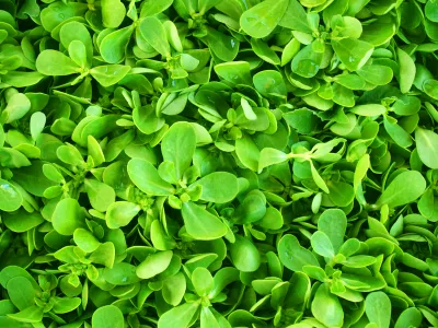 purslane_iStock_000004356105XSmall