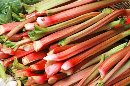 rhubarb_iStock_000018017572XSmall