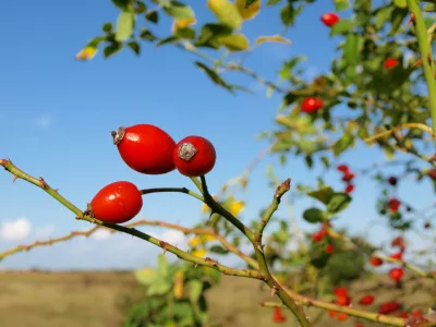 rosehip_iStock_000014505359XSmall