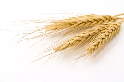 rye_iStock_000005410359XSmall
