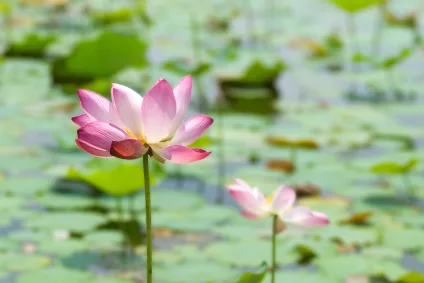 sacredlotus_iStock_000008585523XSmall