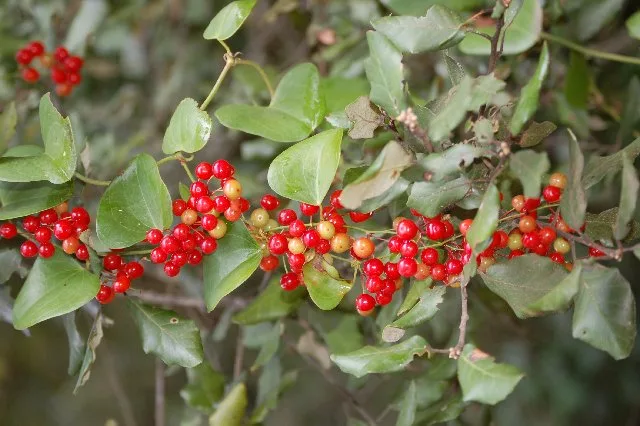 sarsaparilla