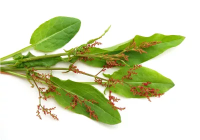 sorrel