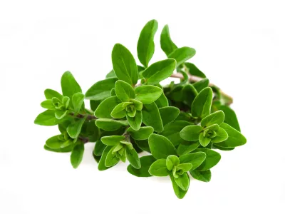 sweetmarjoram_iStock_000019825853XSmall