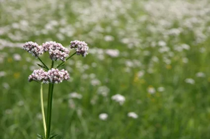 valerian_iStock_000006595743XSmall