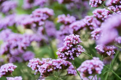 vervain_iStock_000020976792XSmall