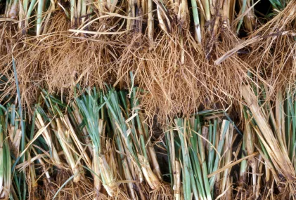 vetiver_iStock_000010785177XSmall