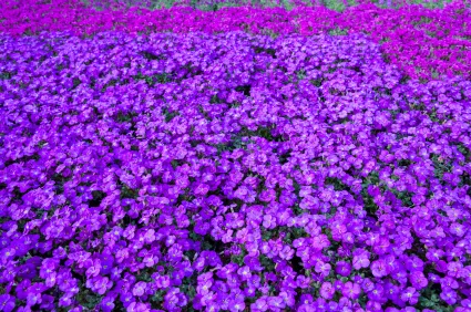 violet_iStock_000019684141XSmall