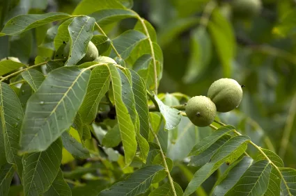 walnut_iStock_000002432999XSmall