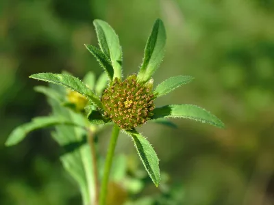wateragrimony_iStock_000001401554XSmall