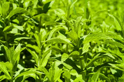 watermint_iStock_000022270490XSmall