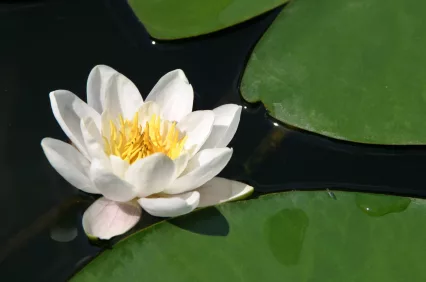 whitewaterlily_iStock_000004833244XSmall