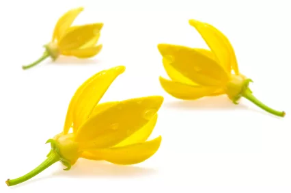 ylangylang_iStock_000022916699XSmall